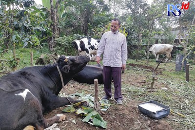 Kades Sumogawe dan hewan ternaknya yang terjangkit PMK. (NURFAIK NABHAN/Jawa Pos Radar Semarang)