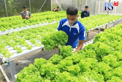 Petani Milenial saat panen dan perawatan sayuran selada dengan metode Hidroponik di Green Farm,Kelurahan Ngijo,Kecamatan Gunungpati,Kota Semarang(25/6/2022). (Nurchamim/Jawa Pos Radar Semarang)