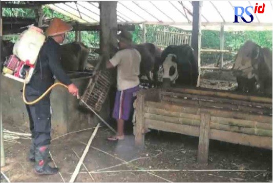 CEGAH PMK: Peternak lakukan penyemprotan di kandang sebagai upaya pencegahan PMK. (Ist)