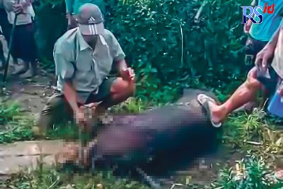 Babi hutan betina yang berhasil dilumpuhkan setelah menyerang dan melukai empat warga Dusun Kuwang, Desa Windusari Kamis (23/6). (Istimewa)