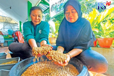 Enti (berjilbab) dan Suryani, anggota Bank Sampah dan Kampung Organik Bougenville di Kampung Jagoan 2, RT 3, RW 7, Kelurahan Jurangombo Utara sedang memanen maggot Senin, (6/6). (PUPUT PUSPITASARI/JAWA POS RADAR SEMARANG)