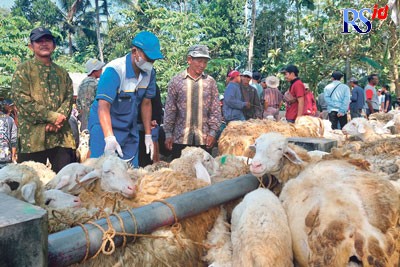 Pasar Hewan Kranggan Temanggung pada Kamis (23/6) langsung dipadati penjual hewan ternak, terutama kambing dan domba yang akan digunakan untuk kurban. (ADDIN ALFATH/JAWA POS RADAR SEMARANG)