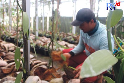 Salah satu petani sedang bekerja di kebun vanili milik Singgih Ari Pratomo. (ADDIN ALFATH/JAWA POS RADAR SEMARANG)