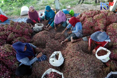 PT Citra Mandiri Jawa Tengah (CMJT) Perseroda sebagai BUMD milik Pemprov Jateng membeli komoditas bawang merah untuk menekan angka inflasi Jateng.