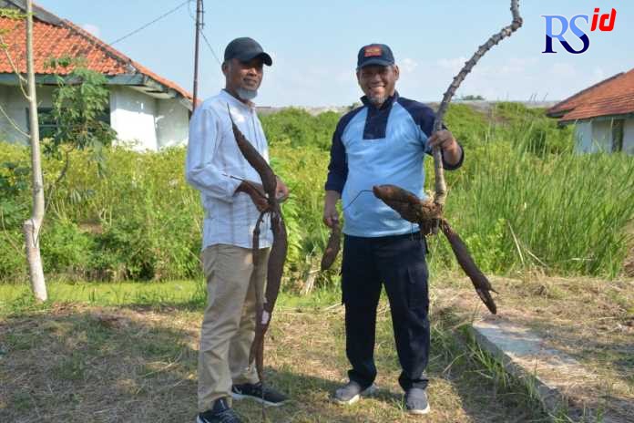 Kepala Lapas Terbuka Kelas IIB Kendal Rusdedy dan owner Singkong Keju D-9 Salatiga Hardadi saat panen singkong di lahan lapas. (BUDI SETIYAWAN/JAWA POS RADAR SEMARANG)