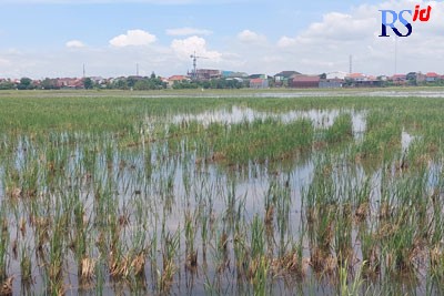 Areal persawahan produktif di Demak menjadi prioritas dalam perlindungan Dinputaru Bidang Tata Ruang (Wahib Pribadi/Jawa Pos Radar Semarang)