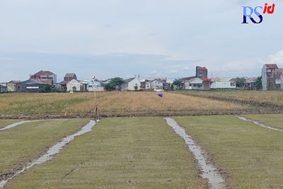 Areal persawahan di wilayah Kabupaten Demak makin berkurang seiring maraknya pembangunan rumah untuk pemukiman termasuk perumahan. (Wahib Pribadi/Jawa Pos Radar Semarang)