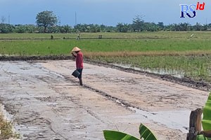 Lahan sawah menjadi tumpuan bagi masyarakat petani di Kabupaten Demak. Namun, sawah yang sebelumnya produktif menjadi tidak produktif diantaranya karena alih fungsi lahan. (Wahib Pribadi/Jawa Pos Radar Semarang)