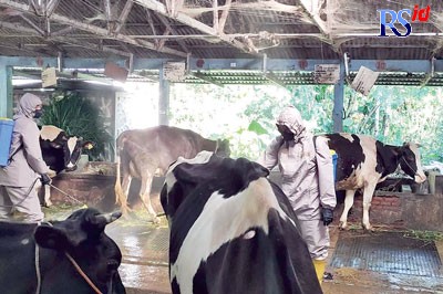 Petugas sedang melakukan penyemprotan desinfektan untuk pencegahan PMK. (NURFAIK NABHAN/Jawa Pos Radar Semarang)