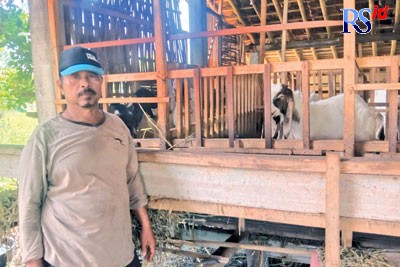 Ketua kelompok ternak Kambing Jumbo Imam Suyipto memperlihatkan kambing jenis Jawarandu yang diperoleh dari dana aspirasi. (RIYAN FADLI/JAWA POS RADAR SEMARANG)
