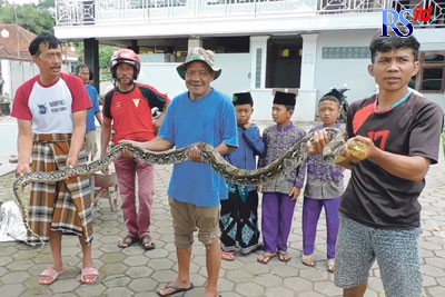 Sejumlah warga menangkap seekor ular piton yang sering memangsa hewan ternak di Desa Nampirejo. (ADDIN ALFATH/ JAWA POS RADAR SEMARANG)