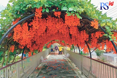 Warga berswa foto dengan background bunga kuku macan atau red jane vine, di Kebun Bibit Senopati Kota Magelang, kemarin. (ROFIK SYARIF G P/JAWA POS RADAR SEMARANG)