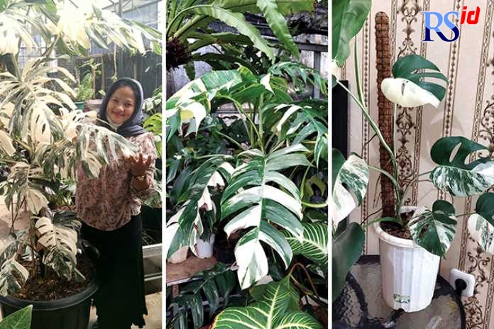 EKSOTIS: Susi Yanti menunjukkan tanaman monstera deliciosa variegata koleksinya yang sudah terjual seharga Rp 250 Juta. (SUSI YANTI UNTUK JAWA POS)