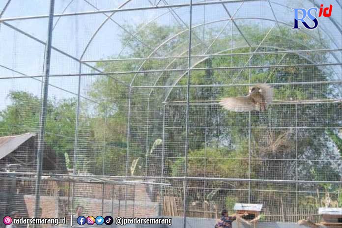Burung tyto alba ditangkarkan untuk berantas tikus sebagai alternatif larangan basmi tikus dengan setrum listrik. (Wahib Pribadi/Jawa Pos Radar Semarang)