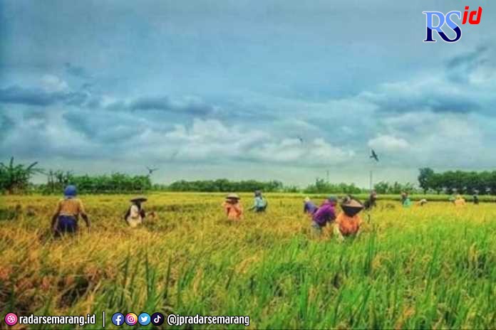 Lahan pertanian di wilayah Kabupaten Demak sangat luas sehingga menjadi penyangga pangan nasional. (Wahib Pribadi/Jawa Pos Radar Semarang)