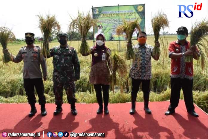 Bupati Demak dr Eistianah saat panen padi di Desa Megonten, Kecamatan Kebonagung (Wahib Pribadi/Jawa Pos Radar Semarang)