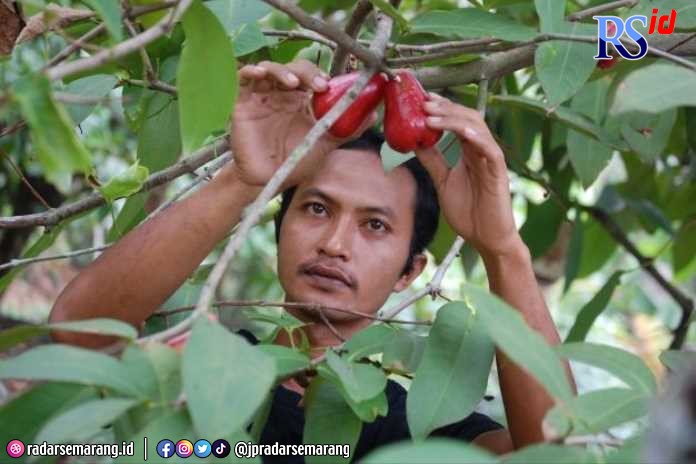 Seorang warga lagi panen jambu merah delima. (Wahib Pribadi/Jawa Pos Radar Semarang)