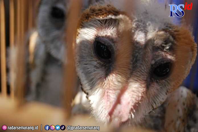 Budidaya burung hantu untuk basmi hama tikus hingga kini masih dikembangkan di Desa Tlogoweru, Kecamatan Guntur. (Wahib Pribadi/Jawa Pos Radar Semarang)