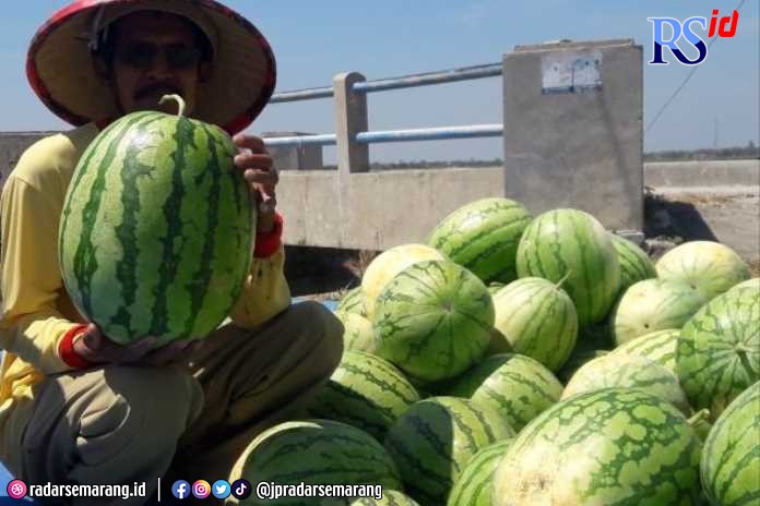 Buah semangka dari dulu menjadi komoditas pertanian yang cocok dikembangkan di lahan persawahan di Demak. (Wahib Pribadi/Jawa Pos Radar Semarang)