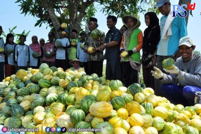 Panen buah blewah hasil tanaman petani membuat segar tiap musim kemarau. (Wahib Pribadi/Jawa Pos Radar Semarang)