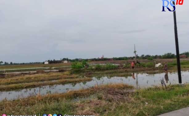 Lahan sawah di wilayah Kecamatan Bonang yang dekat dengan Kali Tuntang. (Wahib Pribadi/Jawa Pos Radar Semarang)