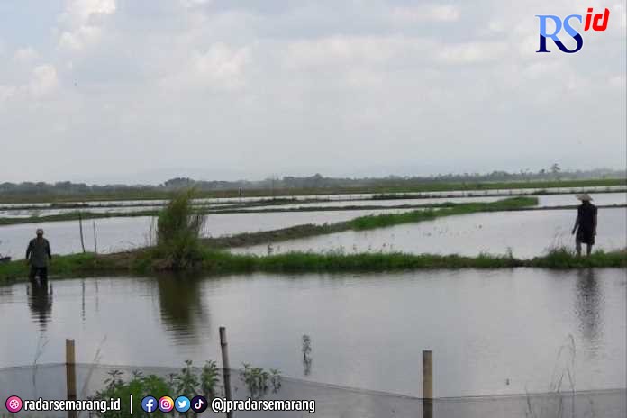 Lahan pertanian di wilayah Kecamatan Sayung yang kini berubah fungsi menjadi tambak karena terdampak air rob. (Wahib Pribadi/Jawa Pos Radar Semarang)