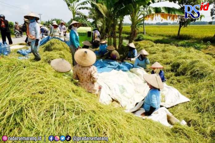 Petani sedang memanen padi untuk diproduksi menjadi beras. (Wahib Pribadi/Jawa Pos Radar Semarang)