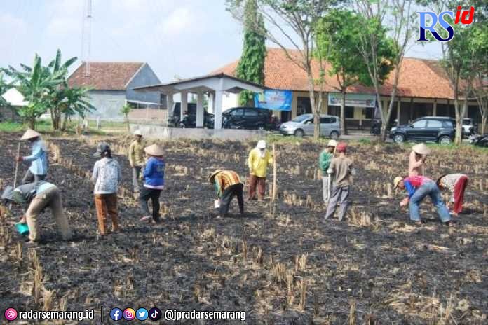 Petani tanam kacang hijau yang hingga kini masih banyak dibudidayakan di Demak.(Wahib Pribadi/Jawa Pos Radar Semarang)