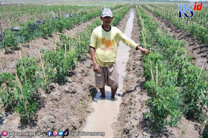 Cabai rawit masih menjadi tanaman yang banyak ditanam di lahan pekarangan maupun persawahan. (Wahib Pribadi/Jawa Pos Radar Semarang)