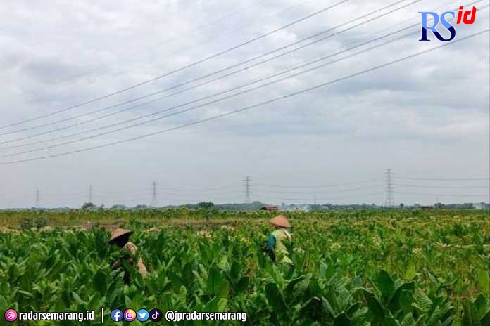 Petani tembakau terus berupaya meningkatkan produksi dilahan milik mereka. (Wahib Pribadi/Jawa Pos Radar Semarang)