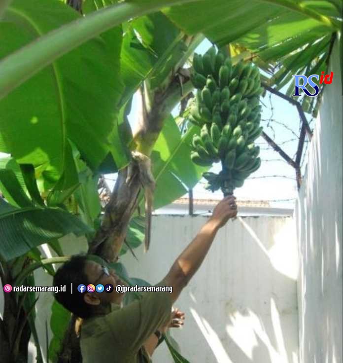 Budidaya buah pisang raja bulu mulai digalakkan petani. (Wahib Pribadi/Jawa Pos Radar Semarang)