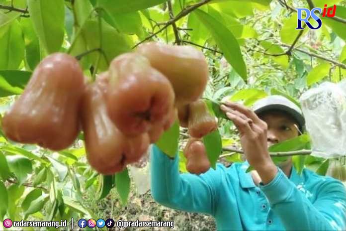 Sigit Sugito saat merawat buah jambu citra di kebun miliknya. (Wahib Pribadi/Jawa Pos Radar Semarang)