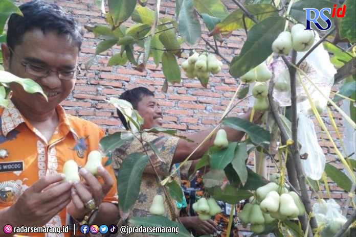 Sekdes Boyolali, Senen, salah satu warga pembudidaya jambu madu. (Wahib Pribadi/Jawa Pos Radar Semarang)