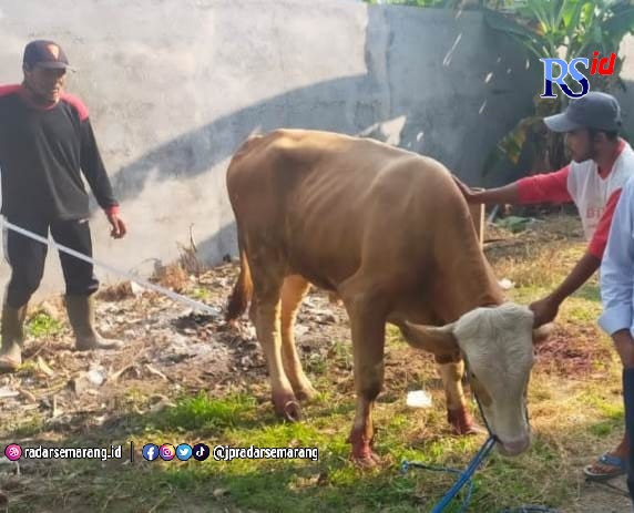 Ternak sapi oleh warga di pedesaan kini akan dikembangkan. (Wahib Pribadi/Jawa Pos Radar Semarang)