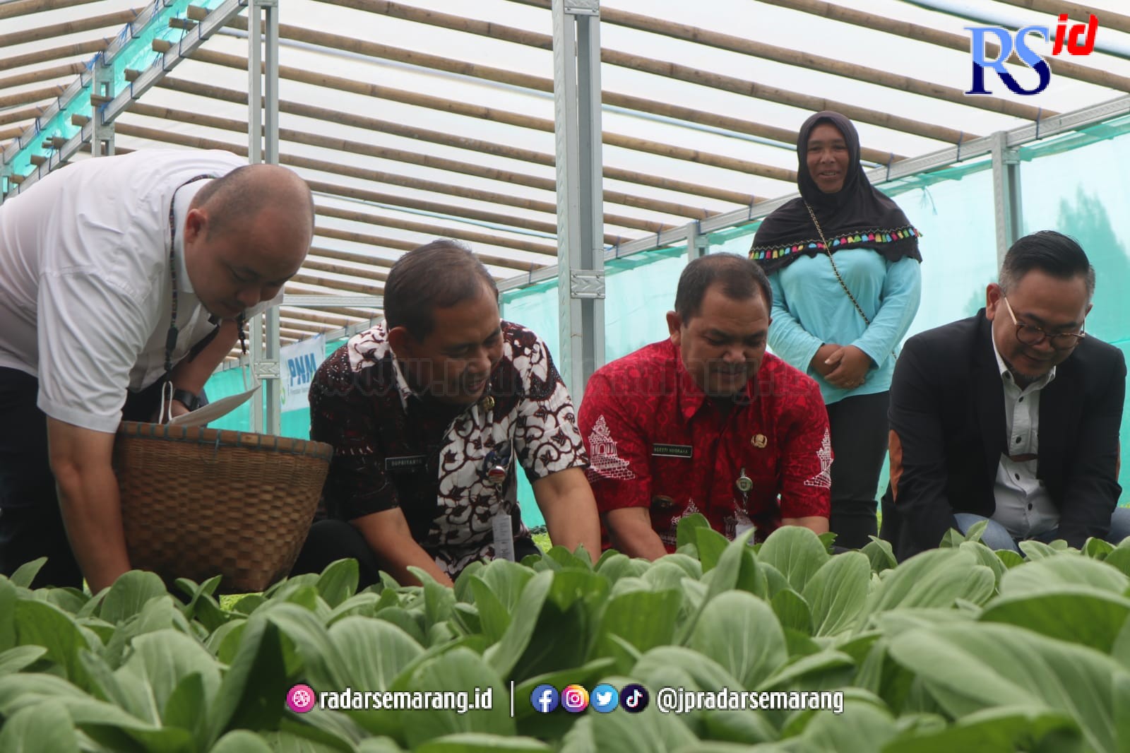 Bupati Ngesti Nugraha, bersama Pimpinan PNM Cabang Semarang, Hafiludin Kurniawan panen hasil pertanian. (NURFAIK NABHAN/Jawa Pos Radar Semarang)