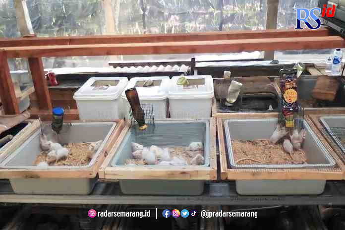 PETERNAK TIKUS PUTIH: Sumitro dan istrinya Tati yang sudah 11 tahun menjadi peternak tikus putih di Ngaliyan, Semarang. (INDAH WULAN SARI-LAWINDA RAHMAWATI/jawa pos radar semarang)