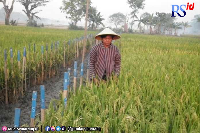 Tanaman padi di Kabupaten Demak menjadi unggulan komoditas daerah. (Wahib Pribadi/Jawa Pos Radar Semarang)
