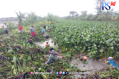 Warga bersama aparat membersihkan enceng gondok sungai di Desa Wonowoso, Kecamatan Karangtengah. (Wahib Pribadi/Jawa Pos Radar Semarang)