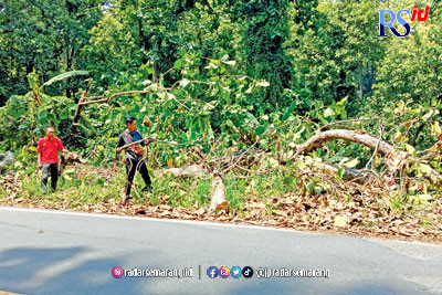 Petugas Perhutani sedang membersihkan sisa-sisa ranting pohon jati yang tumbang malam sebelumnya.  (Istimewa)