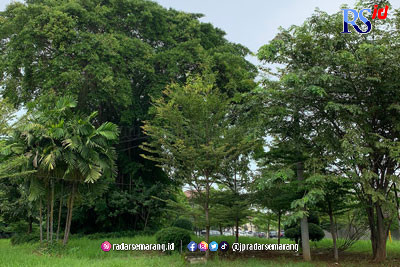 Pohon beringin di perempatan jalan di Perumahan Puri Anjasmoro Kota Semarang kerap ditabrak pengendara motor dan mobil karena linglung dan diperlihatkan penampakan pocong, kuntilanak dan lainnya. (Istimewa)