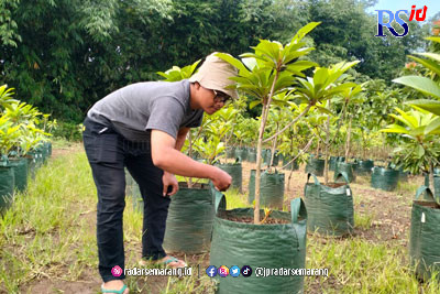 Adimungkas Erkanto, petani milenial asal Mijen Semarang yang mengembangkan tanaman buah, termasuk sawo raksasa. (FIGUR RONGGO WASSALIM/ JAWA POS RADAR SEMARANG)