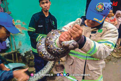 Petugas Damkar Pos WMK Grabag saat mengevakuasi ular jenis sanca kembang yang masuk ke kandang ayam warga Dusun Nglarangan, Desa Karangkajen, Secang. (Istimewa)