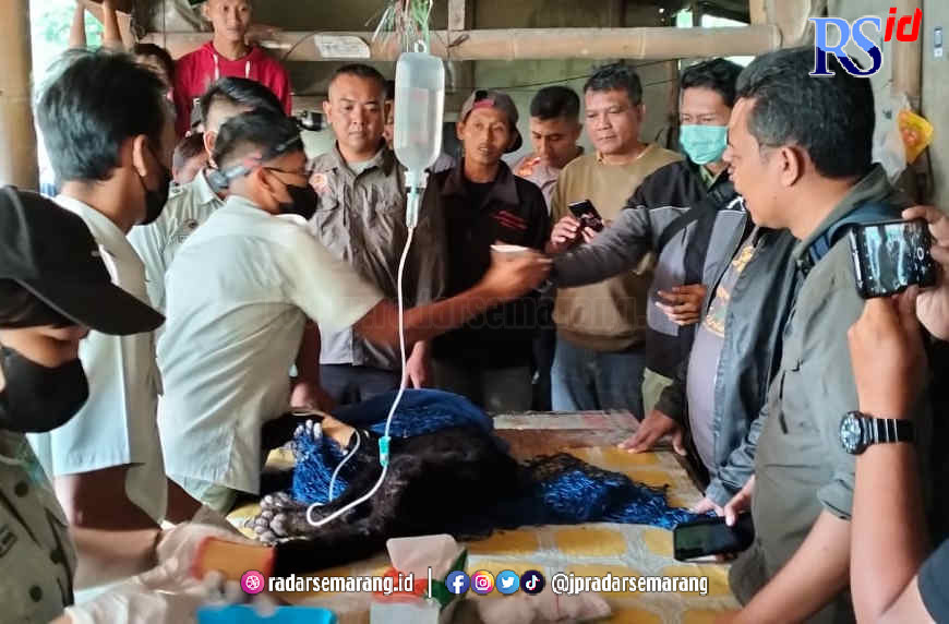 Tim dokter hewan saat menangani macan kumbang anakan yang ditemukan warga di Desa Mesoyi, Kecamatan Talun, Sabtu (25/2). (Istimewa)