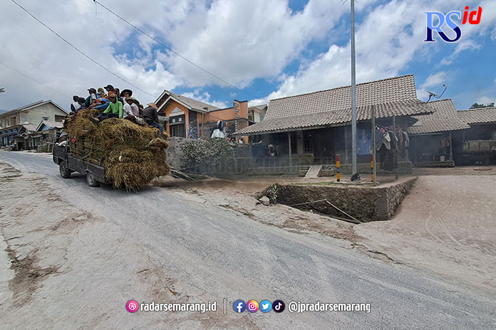 Warga di lereng Gunung Merapi yang terdampak erupsi Gunung Merapi terpaksa mencari pakan untuk ternak di luar daerah. (ROFIK SYARIF G P/RADAR SEMARANG)