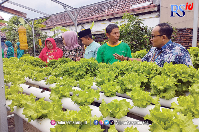 Tanaman selada dengan sistem hidroponik di Kelurahan Salamanmloyo RW 03 yang tumbuh subur. (PRATONO/JAWA POS RADAR SEMARANG)