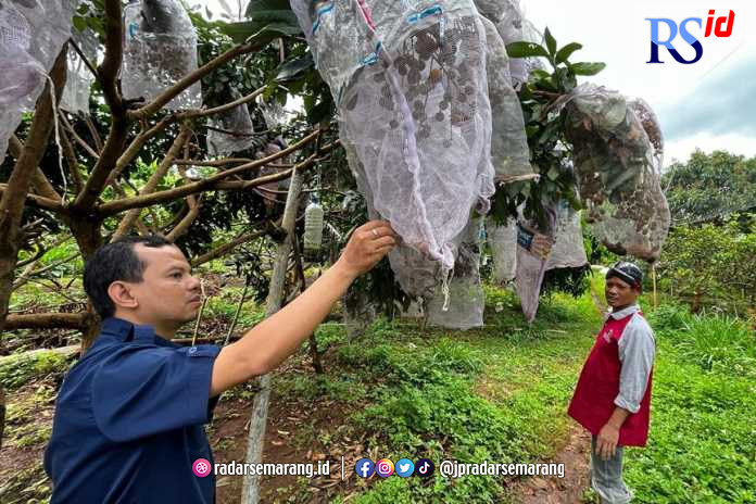 Tanaman kelengkeng menjadi salah satu pohon pelengkap yang ditanam di sela-sela pohon jambu kristal di Kelurahan Wates RW 02. (RIZAL KURNIAWAN/JAWA POS RADAR SEMARANG)