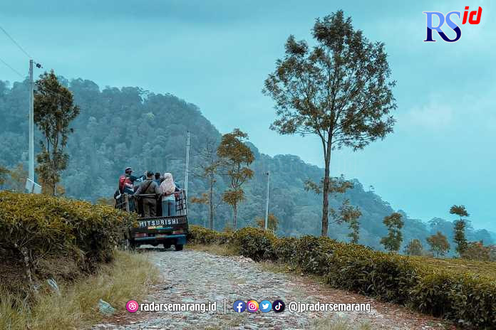 Pemandangan alam di Desa Candi Promasan, Kabupaten Kendal terlihat begitu indah karena berada di tengah kebun teh di kaki gunung Ungaran.