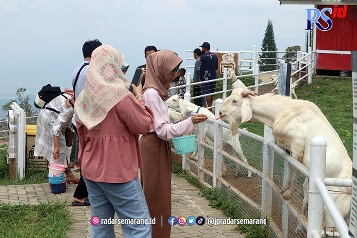 KASIH MAKAN HEWAN : Para pengunjung sedang asyik memberikan makan hewan-hewan ternak yang ada di Little Ranch Kabupaten Semarang. (NURFAIK NABHAN/Jawa Pos Radar Semarang)