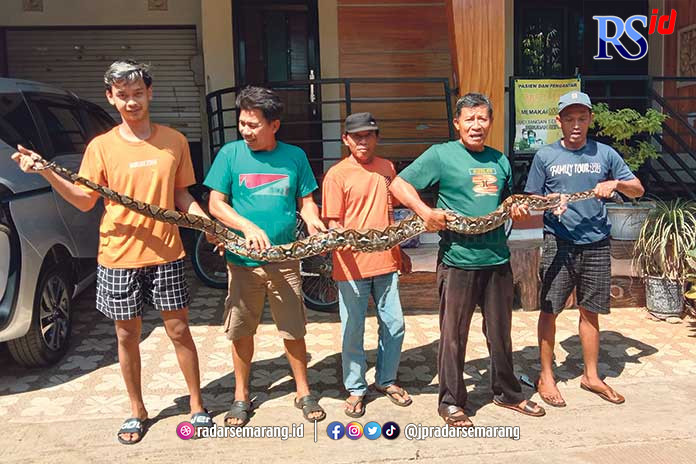 Warga memamerkan ular piton hasil tangkapannya. Sebelumnya ular tersebut memangsa ayam warga. (RIYAN FADLI/JAWA POS RADAR SEMARANG)