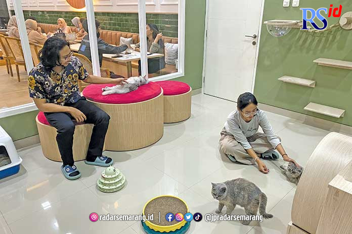 Pengunjung sedang berinteraksi dengan kucing-kucing di Lamiao Cat Café. (AZIIZAH AZHAAR/JAWA POS RADAR SEMARANG)